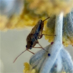 Miridae (family) at Parkes, ACT - 16 Oct 2025 by Hejor1