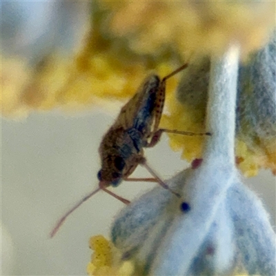 Miridae (family) at Parkes, ACT - 16 Oct 2025 by Hejor1