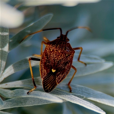 Poecilometis sp. (genus) at Parkes, ACT - 16 Oct 2025 by Hejor1