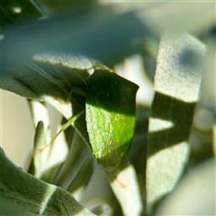 Cuspicona sp. (genus) at Parkes, ACT - 16 Oct 2025 by Hejor1