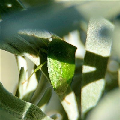 Cuspicona sp. (genus) at Parkes, ACT - 16 Oct 2025 by Hejor1