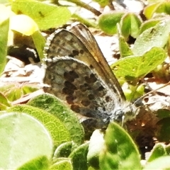 Lucia limbaria (Chequered Copper) at Yarralumla, ACT - 16 Oct 2025 by JohnBundock