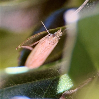 Faveria tritalis (Couchgrass Webworm) at Parkes, ACT - 16 Oct 2025 by Hejor1