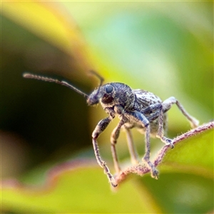 Perperus sp. (genus) at Parkes, ACT - Today by Hejor1