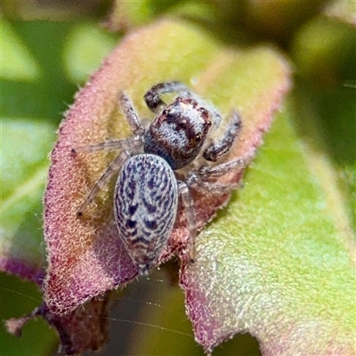 Opisthoncus sp. (genus) (Opisthoncus jumping spider) at Parkes, ACT - 16 Oct 2025 by Hejor1