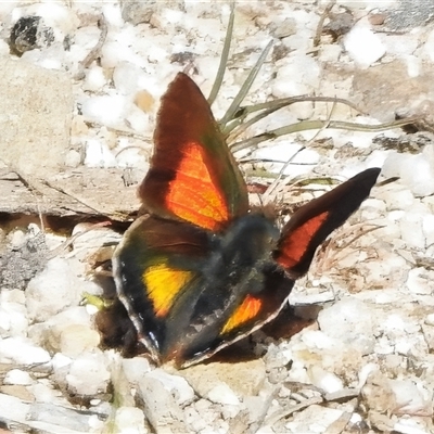 Paralucia aurifera (Bright Copper) at Paddys River, ACT - 15 Oct 2025 by JohnBundock