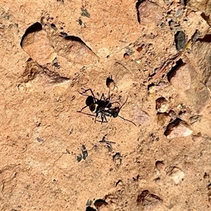 Unverified Ant (Hymenoptera, Formicidae) at Acton, ACT - Today by KMcCue