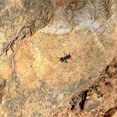 Polyrhachis ammon at Acton, ACT - 16 Oct 2025 03:14 PM
