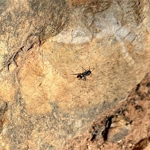 Polyrhachis ammon at Acton, ACT - 16 Oct 2025 03:14 PM