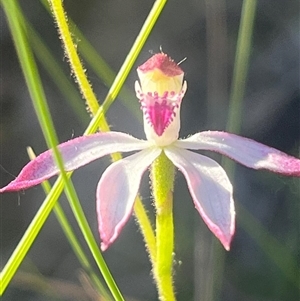 Caladenia moschata at Acton, ACT - Today by Clarel