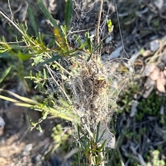 Unverified Insect at Acton, ACT - 16 Oct 2025 by KMcCue