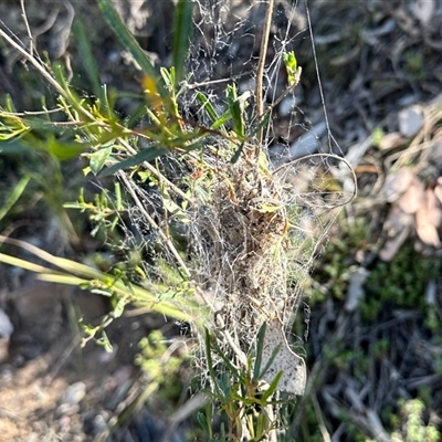 Unverified Insect at Acton, ACT - 16 Oct 2025 by KMcCue