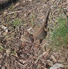 Pogona barbata (Eastern Bearded Dragon) at Murrumbateman, NSW - 15 Oct 2025 by midna