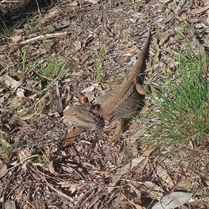 Pogona barbata at Murrumbateman, NSW - Yesterday by midna