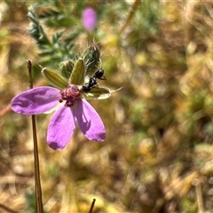 Erodium cicutarium (Common Storksbill, Common Crowfoot) at Russell, ACT - 16 Oct 2025 by Hejor1