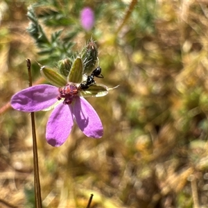 Erodium (genus) at Russell, ACT - Today by Hejor1