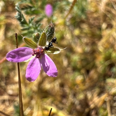 Erodium cicutarium (Common Storksbill, Common Crowfoot) at Russell, ACT - 16 Oct 2025 by Hejor1