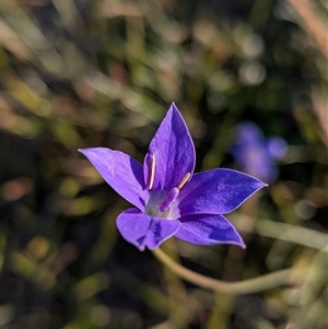 Unverified Plant at Gungahlin, ACT - Today by chriselidie