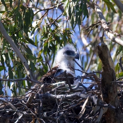Aquila audax (Wedge-tailed Eagle) at  - suppressed by jb2602