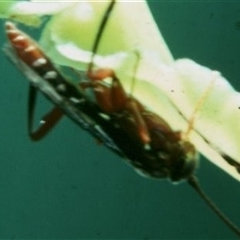 Unverified Wasp (Hymenoptera, Apocrita) at Evatt, ACT - 31 Aug 2020 by Murrayawarna