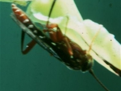 Unverified Wasp (Hymenoptera, Apocrita) at Evatt, ACT - 31 Aug 2020 by Murrayawarna