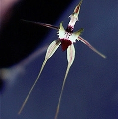 Caladenia atrovespa (Green-comb Spider Orchid) at Aranda, ACT - 22 Oct 2005 by Murrayawarna