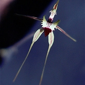 Caladenia atrovespa at Aranda, ACT - 22 Oct 2005 by Murrayawarna