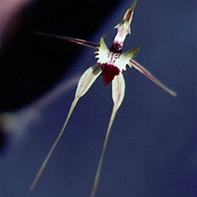 Caladenia atrovespa (Green-comb Spider Orchid) at Aranda, ACT - 22 Oct 2005 by Murrayawarna