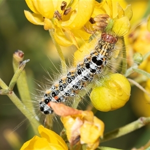 Acyphas semiochrea (Omnivorous Tussock Moth) at Marree, SA - 27 Sep 2025 by AlisonMilton