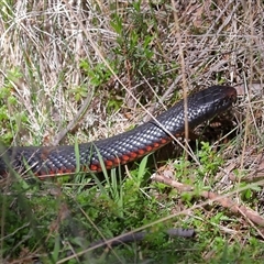 Pseudechis porphyriacus (Red-bellied Black Snake) at Paddys River, ACT - 15 Oct 2025 by TimL