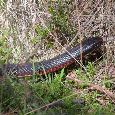 Pseudechis porphyriacus (Red-bellied Black Snake) at Paddys River, ACT - 15 Oct 2025 by TimL