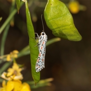 Utetheisa (genus) (A tiger moth) at Marree, SA - 27 Sep 2025 by AlisonMilton