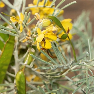 Unverified Other Shrub at Marree, SA - 27 Sep 2025 by AlisonMilton