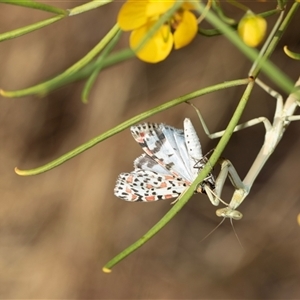 Orthodera ministralis at Marree, SA - 27 Sep 2025 by AlisonMilton