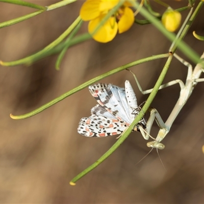 Orthodera ministralis at Marree, SA - 27 Sep 2025 by AlisonMilton