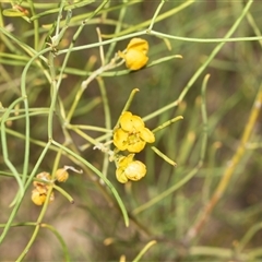 Unverified Other Shrub at Marree, SA - 27 Sep 2025 by AlisonMilton