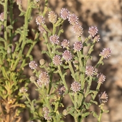 Unverified Other Wildflower or Herb at Marree, SA - 27 Sep 2025 by AlisonMilton