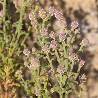 Unverified Other Wildflower or Herb at Marree, SA - 27 Sep 2025 by AlisonMilton