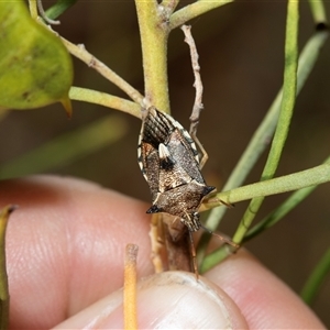 Unverified Shield, Stink or Jewel Bug (Pentatomoidea) at Marree, SA - 27 Sep 2025 by AlisonMilton