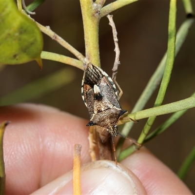 Oechalia schellenbergii (Spined Predatory Shield Bug) at Marree, SA - 27 Sep 2025 by AlisonMilton