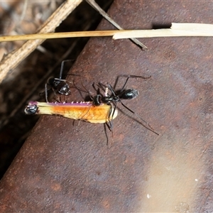 Iridomyrmex sp. (genus) (Ant) at Marree, SA - 27 Sep 2025 by AlisonMilton