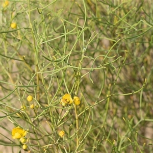 Unverified Other Shrub at Marree, SA - 27 Sep 2025 by AlisonMilton