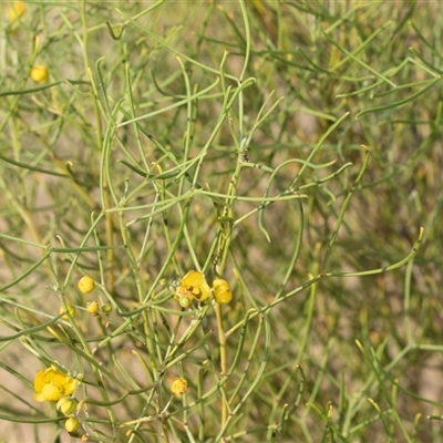 Unverified Other Shrub at Marree, SA - 27 Sep 2025 by AlisonMilton