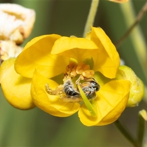 Unverified Bee (Hymenoptera, Apiformes) at Marree, SA - 27 Sep 2025 by AlisonMilton