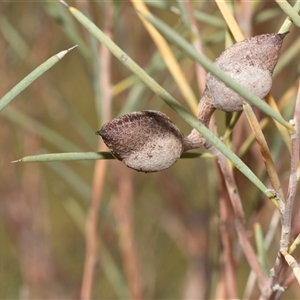Hakea (genus) at Marree, SA - 27 Sep 2025 by AlisonMilton