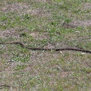 Pseudonaja textilis at Yarralumla, ACT - Yesterday by TimL