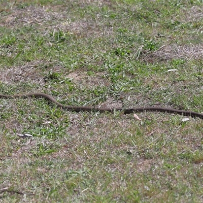 Pseudonaja textilis (Eastern Brown Snake) at Yarralumla, ACT - 16 Oct 2025 by TimL