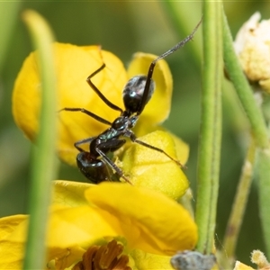 Iridomyrmex sp. (genus) (Ant) at Marree, SA - 27 Sep 2025 by AlisonMilton