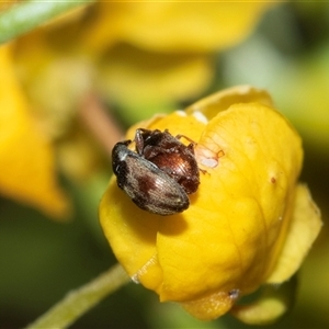 Unverified Weevil (Curculionoidea) at Marree, SA - 27 Sep 2025 by AlisonMilton
