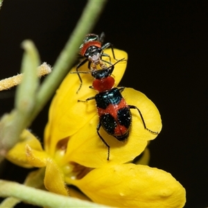 Dicranolaius (Genus) (Flower beetle) at Marree, SA - 27 Sep 2025 by AlisonMilton
